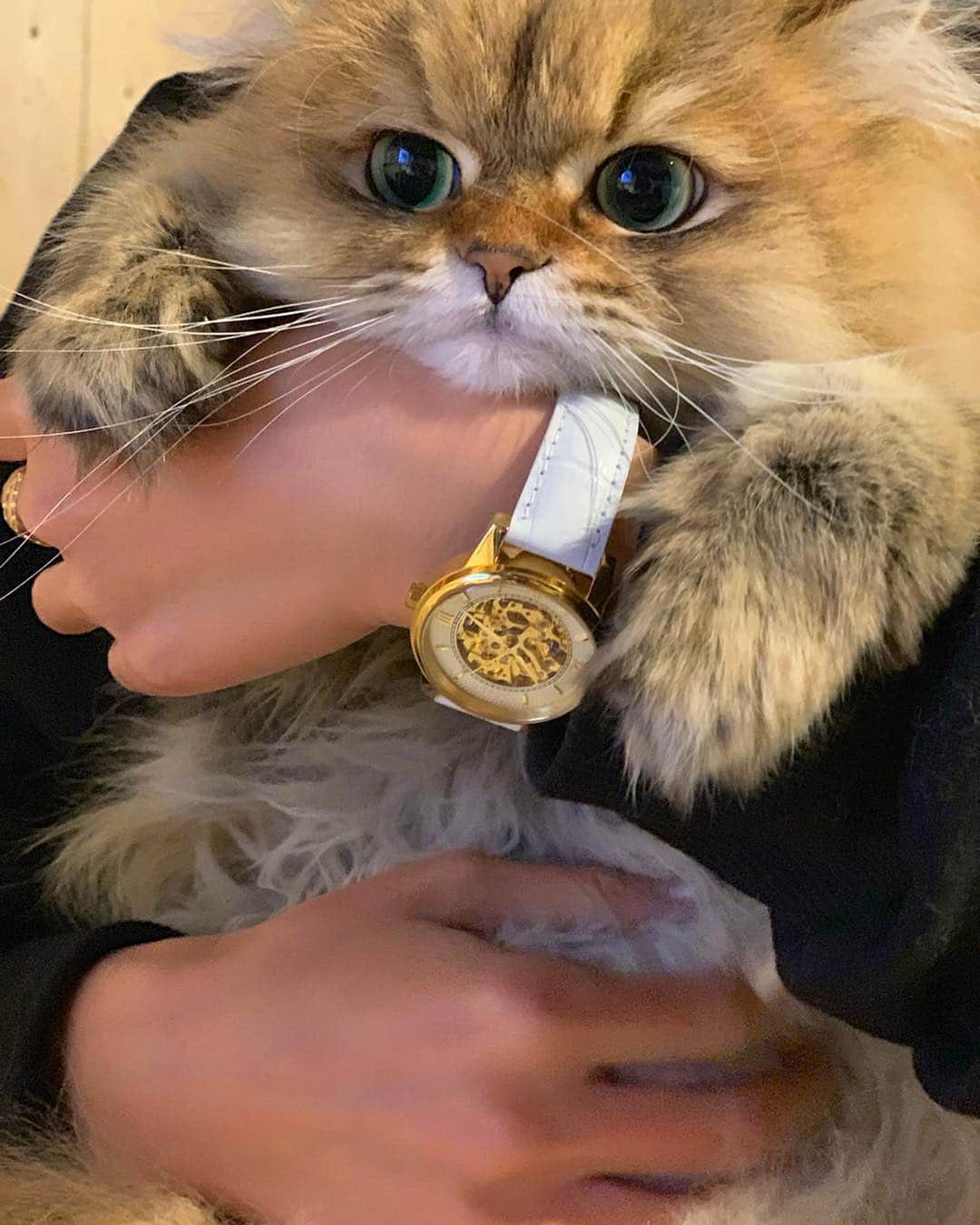 のインスタグラム：「やっぱり可愛い our new @loborjapan ⌚🌸 . DYNASTYシリーズに 35mmフェイスがでたよ。 . 3/15よりフリークスストアさんと 日本公式ショップのみの先行発売‼️ . 35mmも存在感は抜群😍 . クーポンコード▶︎【 nik1903 】で 公式サイトより10％オフになります。 良かったら使ってください◎ . 最後の写真(4枚目)は . フェイスの大きい方(左)は ▶DYNASTY AUGUSTUS  WHITE 40mm . フェイスが小さい方(右)が新作 ▶DYNASTY AUGUSTUS  WHITE 35mm です。 . . #ロバー #時計 #腕時計 #lobor #フリークスストア #freaksstore #猫 #ねこ #newwatch #手元くら部  #手元倶楽部」