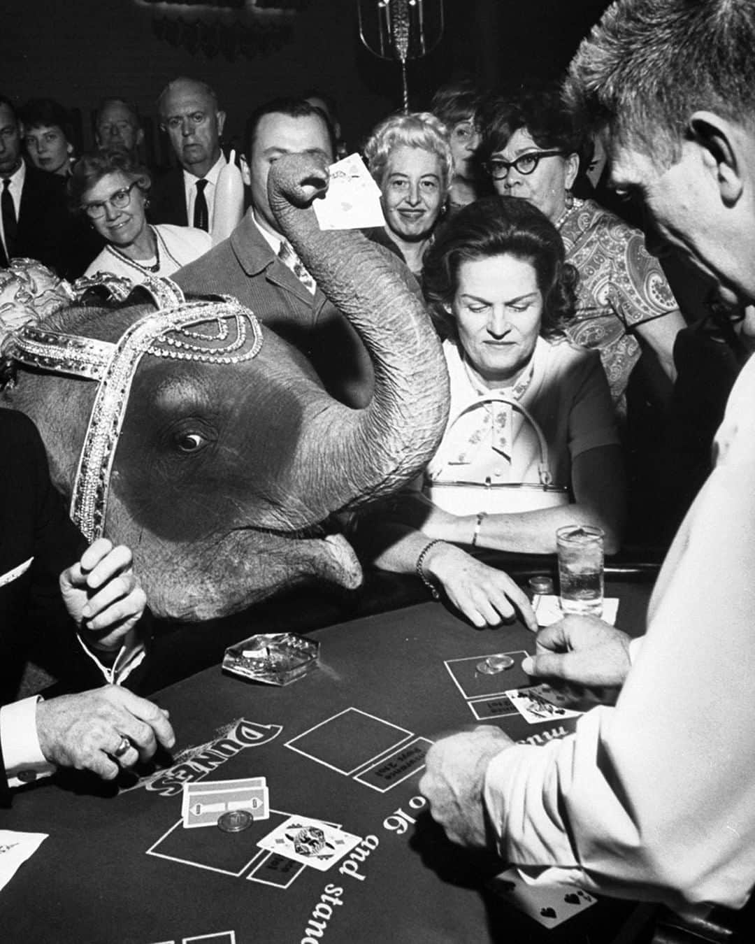 lifeさんのインスタグラム写真 - (lifeInstagram)「Tanya, the siamese elephant who performs at the Dunes Hotel and Casino in Las Vegas - 1966. (Ralph Crane—The LIFE Picture Collection/Getty Images) #vintage #LasVegas」3月24日 22時57分 - life