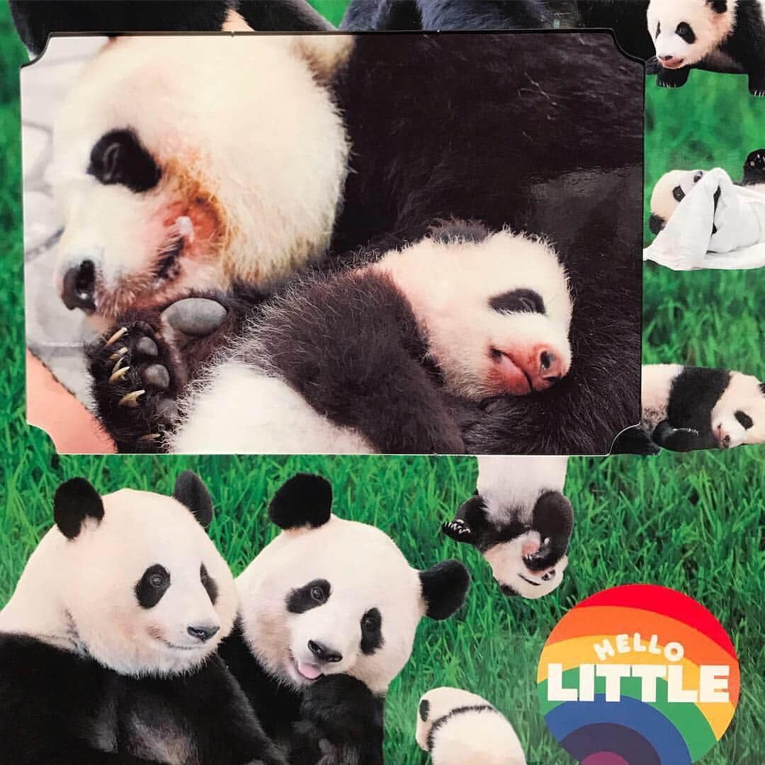 パンダ（白浜）さんのインスタグラム写真 - (パンダ（白浜）Instagram)「🐼 #彩浜 ！！😊🐼 OTHER SCENE... #HELLOLITTLE 🐼🐼🐼 #ハローリトル #baby #pandamental #アドベンチャーワールド #hellopanda #ハローパンダ #パンダグラビア and #panda #pandababy 🐼🐼🐼 #instagood ⭐︎『HELLO LITTLE』IN STORE NOW⭐️ これは本編のポストではなく、アザー動画です。なお、発売中のDVD付き新刊『HELLO LITTLE 』はフォトフレーム仕様になってます。親子写真が入ってますが、それが台紙になっているのでそこにお気に入りの写真をハメて自分だけのハローパンダ本にして下さい。私は今は #彩浜 のおねえさん結浜のあかちゃん時代のを入れてます。」3月24日 22時49分 - hellopanda_book