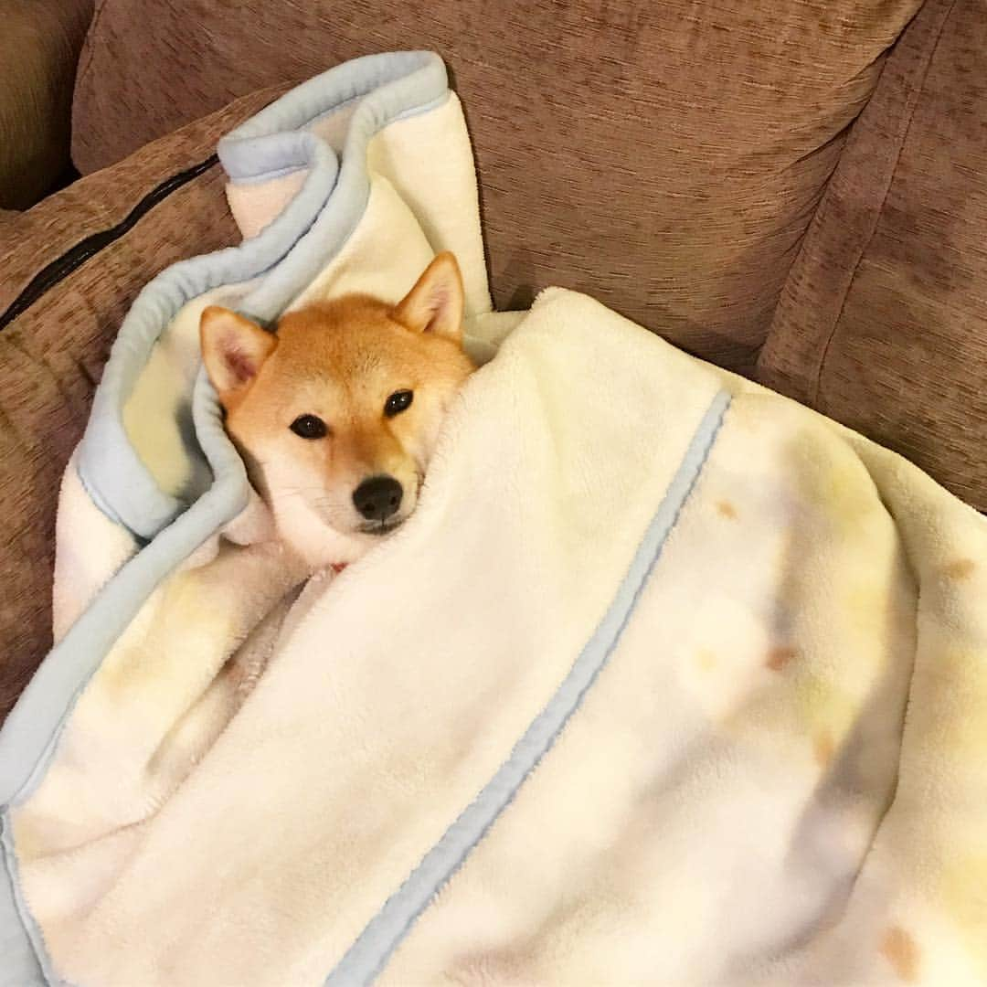 柴犬ハル&保護犬すずさんのインスタグラム写真 - (柴犬ハル&保護犬すずInstagram)「💤🛌Good night . 「おかーしゃーんー！ ハルはここで寝まーす」 . #すずのことよろしくねー #ハルは大人だからここで寝るね #毛布独り占めできるし #5分もすれば必ず布団の中に入って来るくせにー #毛布は西川 . #柴犬#柴#kagoshima#dog#puppy#shibainu#shibastagram#いぬバカ部#family#鹿児島#赤柴#雑種#天文館#日本犬#保護犬を家族に#保護犬#元保護犬#家族」3月24日 22時52分 - haruharu040777