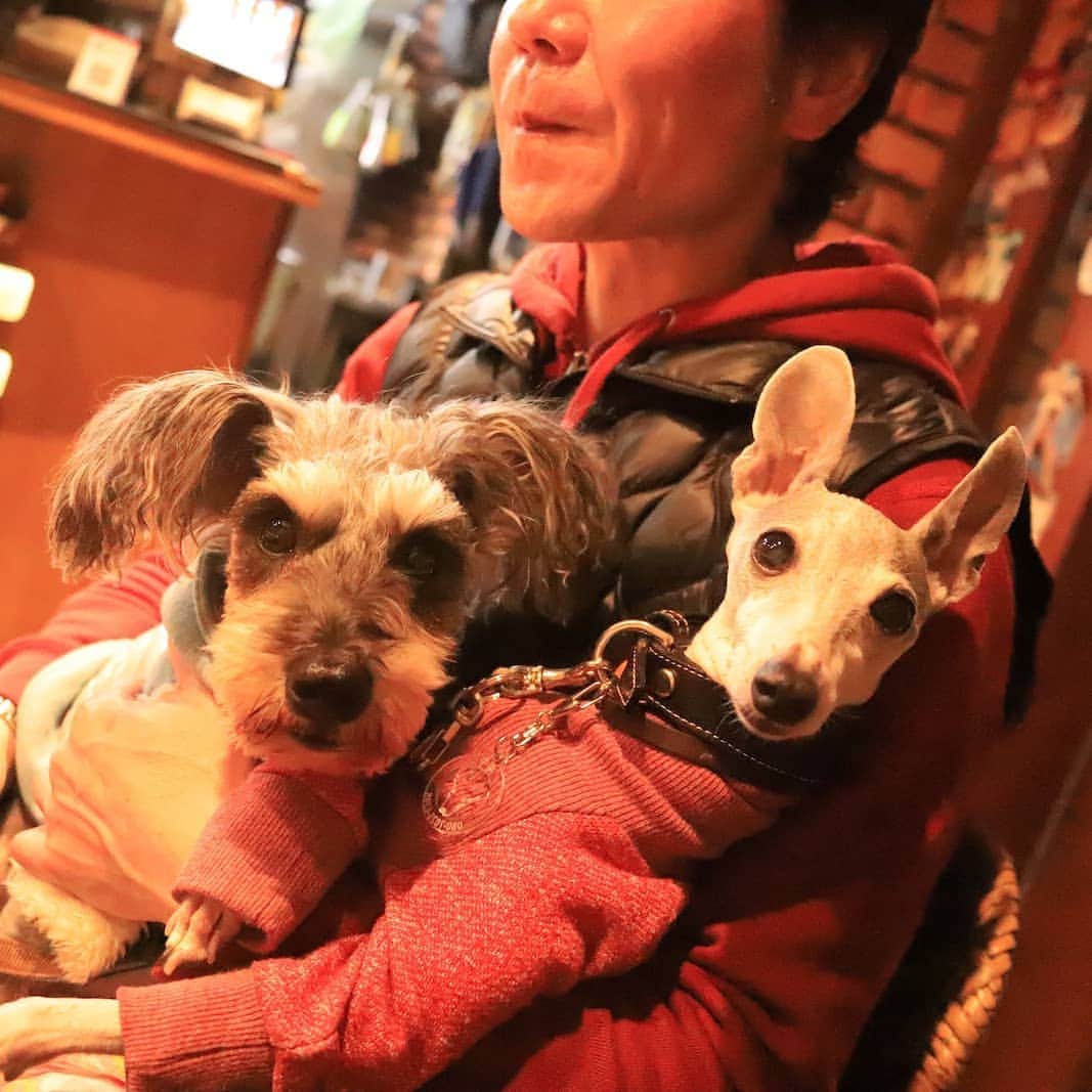 モラキジドッグさんのインスタグラム写真 - (モラキジドッグInstagram)「愛犬とイタリアン。 楽しいね～！ カルボナーラ絶品。ピザも最高😃⤴️⤴️ 楽しいねー！  #カーニャカーニャ」3月24日 22時55分 - morakijidog