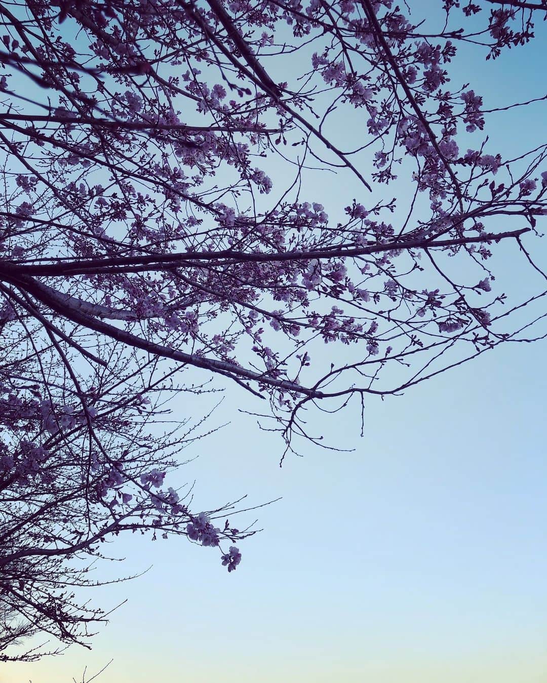 芳野友美さんのインスタグラム写真 - (芳野友美Instagram)「4月21日（日）21：00～23：05 #テレビ朝日 「#警視庁捜査一課長 ワールドスペシャル」出演でーす♪ 桜がチラホラ咲いてきたね☆」3月24日 23時11分 - yumi_yoshino_1980
