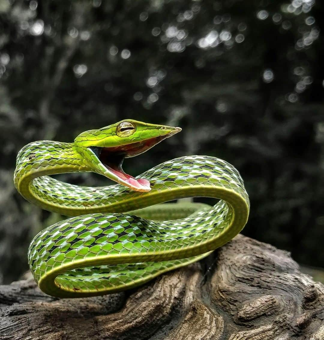 Discoveryさんのインスタグラム写真 - (DiscoveryInstagram)「“The green vine snake can easily camouflage himself in a green environment because of his thin body and scale color -- but he’s not as easily hidden outside of the greenery.” 📸 + caption by Eshanya Sharma (@eshanya_sharma_kr) . . . . #reptiles #snake #sunday #nature #photography #potd #photooftheday #reptileIG #green」3月24日 23時23分 - discovery