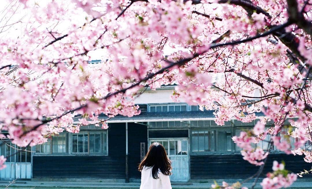岩倉しおりさんのインスタグラム写真 - (岩倉しおりInstagram)「校庭に咲く桜。 学生の頃、教室の窓から見えた桜も、自転車置き場行くまでの桜のトンネルも思えば贅沢な光景だったなと今になって思う。」3月24日 23時15分 - iwakurashiori