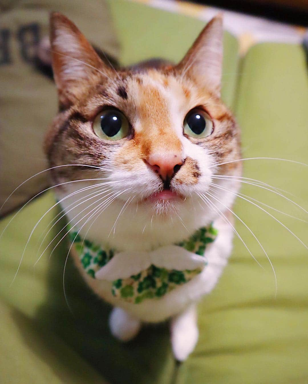 marikill66さんのインスタグラム写真 - (marikill66Instagram)「✼ キノコ🍄みたい😁💚 * * #ねこにすとパネル希望 #猫好きの輪を広げよう #シマホとネコダスケステーション #シマホスタンプ作りに参加したい * #ビューティープロコンテスト @beautypro_contest * #うちの子記念日 #2月 #フォトビーでお祝い * #catsofinstagram #instacat_meows #pelotto #rakutenpet #nyancon01 #関西ねこ部 #ふわもこ部 #ペコねこ部 #ペトこと猫部  #無敵の親バカ同盟 #スタペグラム #ねこのきもち #今日のうちの子🐶🐱 #サンデイ #朝ワンコ夕ニャンコ * #fukukocha #marikill66_0324 #fukukohakuchafashion」3月24日 23時20分 - marikill66