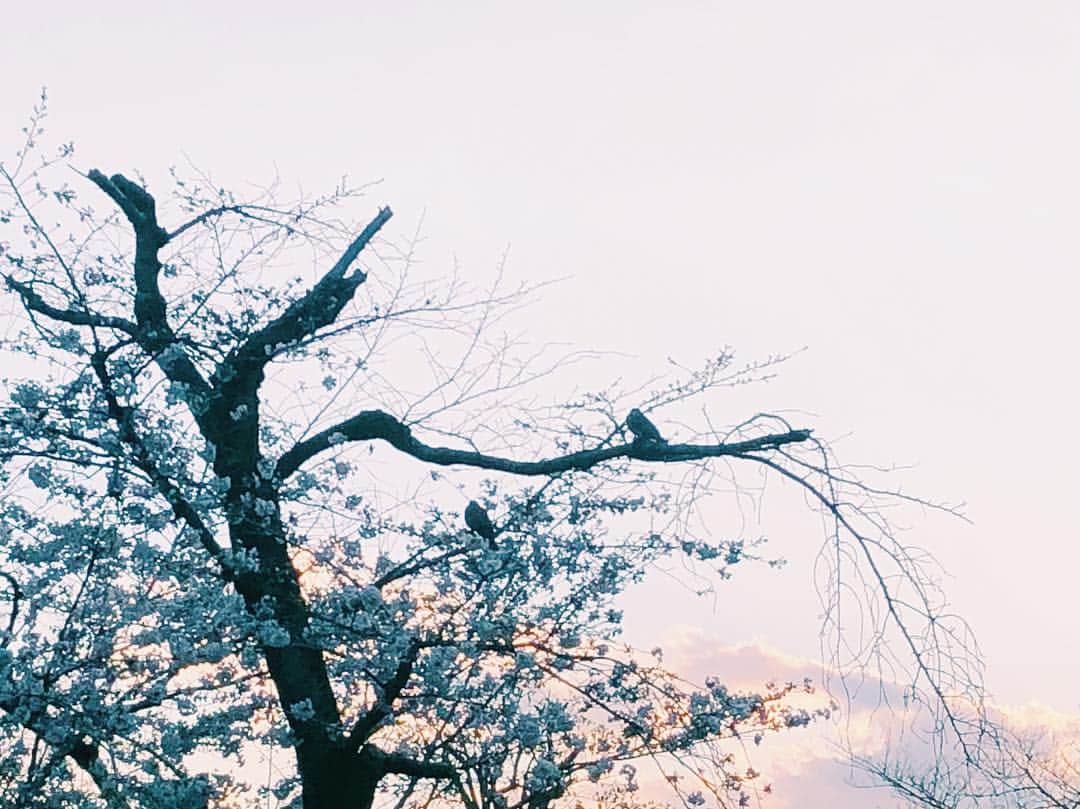 南波志帆さんのインスタグラム写真 - (南波志帆Instagram)「きょう、心が動いた夕焼けです #渋い #🕊」3月24日 23時26分 - nanbashiho