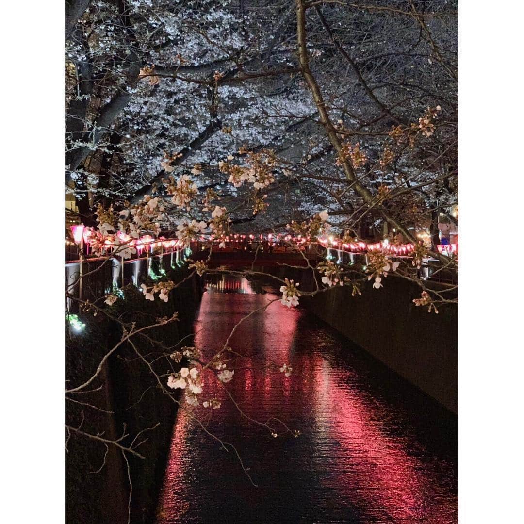 立花陽香さんのインスタグラム写真 - (立花陽香Instagram)「#目黒川 #桜祭り #桜 #cherryblossom 🌸」3月24日 23時29分 - haruka_4