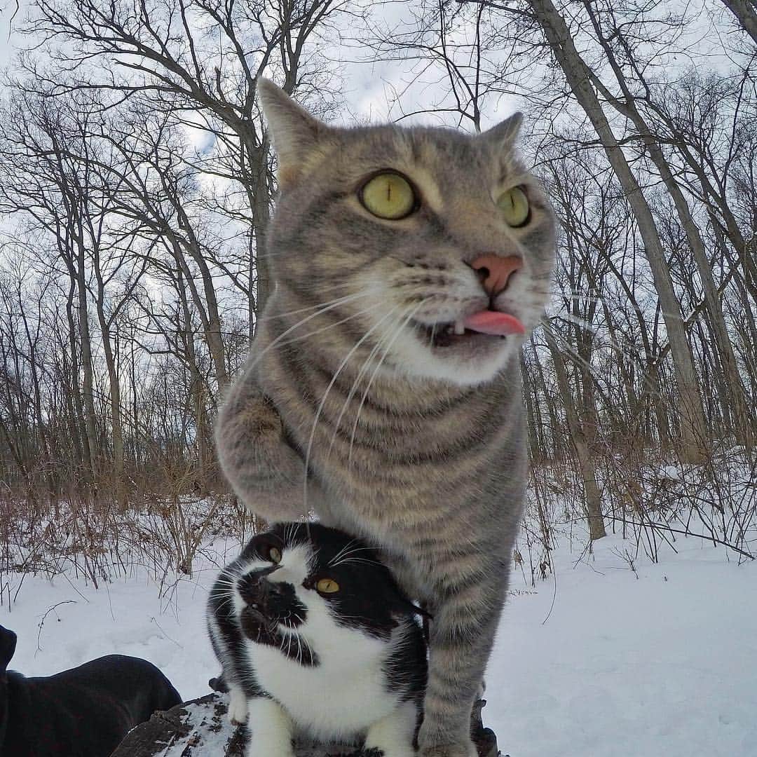 マニーのインスタグラム：「😼 Best caption wins 🏆 w/ @weirdbeard_the_cat #GoPro」