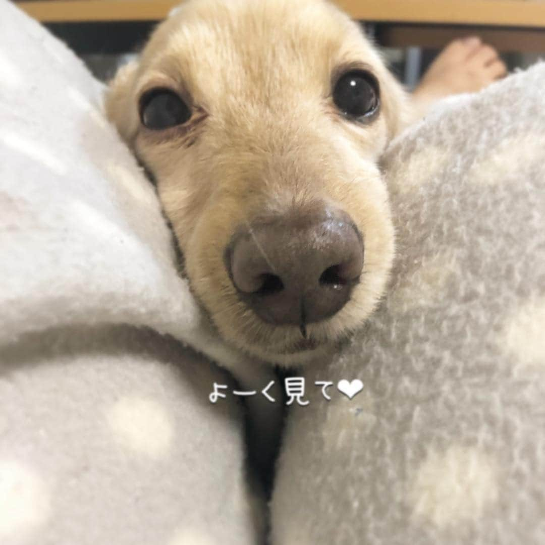 チズさんのインスタグラム写真 - (チズInstagram)「明日もいい事ありますよーに🐶💕 #鼻からマロ毛 🤣 #おやすみなさい 😪💤 #いい夢みろよ ❤️ #Mダックス #ダックス#ミニチュアダックス #ミニチュアダックスフンド #ミニチュアダックスクリーム #短足犬 #短足部 #カニンヘンダックス #関西ダックス#親父犬 #ダックス13歳#シニア犬 #犬なしでは生きていけません会 #🐶#💕#🐾 #インスタでわんこみるのが日課 ♡♡」3月24日 23時43分 - sqi.chizu