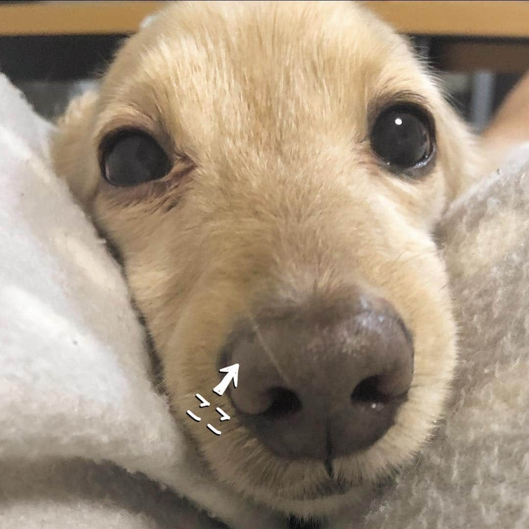 チズさんのインスタグラム写真 - (チズInstagram)「明日もいい事ありますよーに🐶💕 #鼻からマロ毛 🤣 #おやすみなさい 😪💤 #いい夢みろよ ❤️ #Mダックス #ダックス#ミニチュアダックス #ミニチュアダックスフンド #ミニチュアダックスクリーム #短足犬 #短足部 #カニンヘンダックス #関西ダックス#親父犬 #ダックス13歳#シニア犬 #犬なしでは生きていけません会 #🐶#💕#🐾 #インスタでわんこみるのが日課 ♡♡」3月24日 23時43分 - sqi.chizu