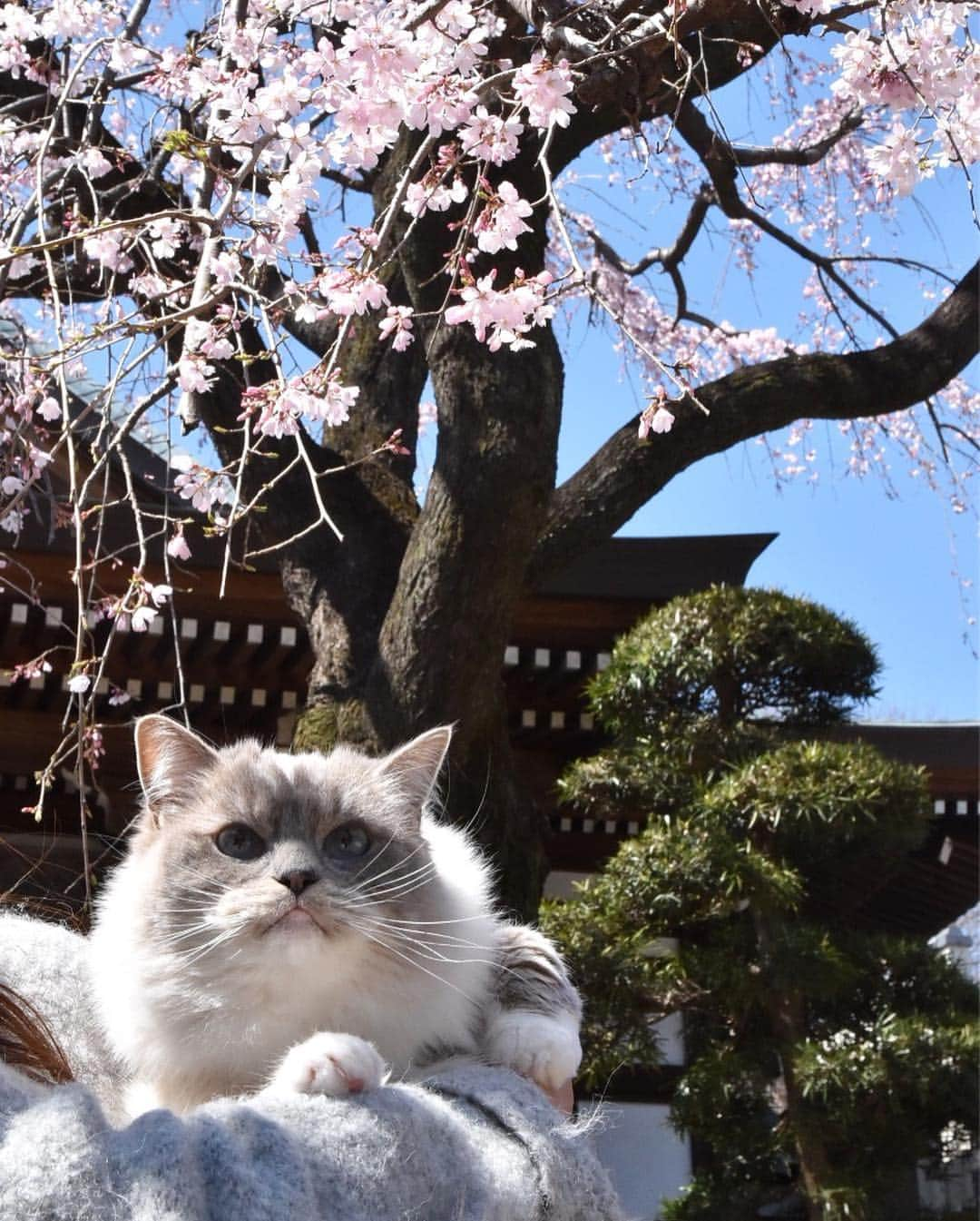 しるこのインスタグラム