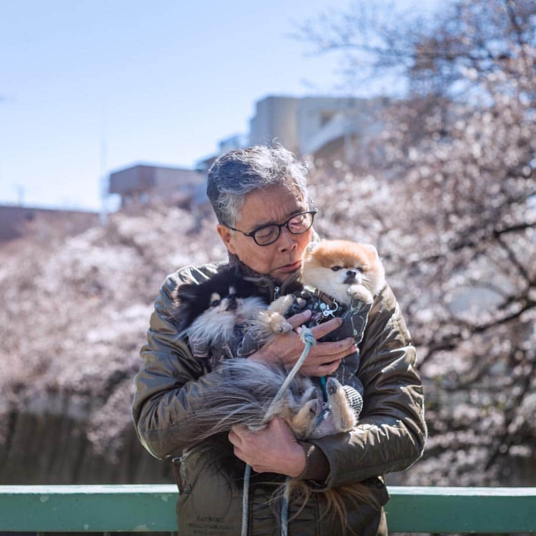 ポテチンさんのインスタグラム写真 - (ポテチンInstagram)「Ohanami 🌸 Cherry-blossom viewing  リプは帰ってしまいましたぢょね〜。一緒にお花見できてよかったですぢょ。近所の桜は五分咲きでしたぢょ🍡」3月24日 23時49分 - pom.potechin