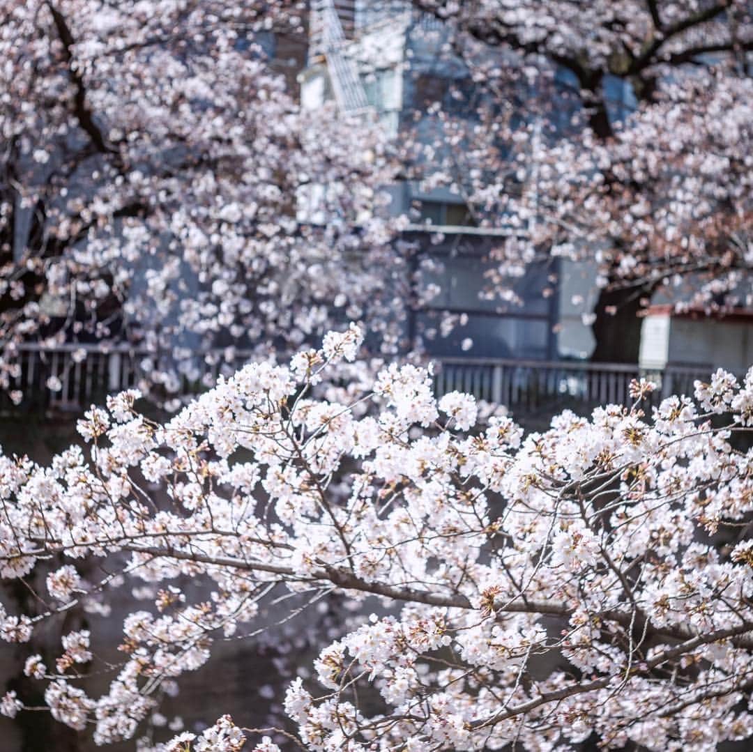 ポテチンさんのインスタグラム写真 - (ポテチンInstagram)「Ohanami 🌸 Cherry-blossom viewing  リプは帰ってしまいましたぢょね〜。一緒にお花見できてよかったですぢょ。近所の桜は五分咲きでしたぢょ🍡」3月24日 23時49分 - pom.potechin