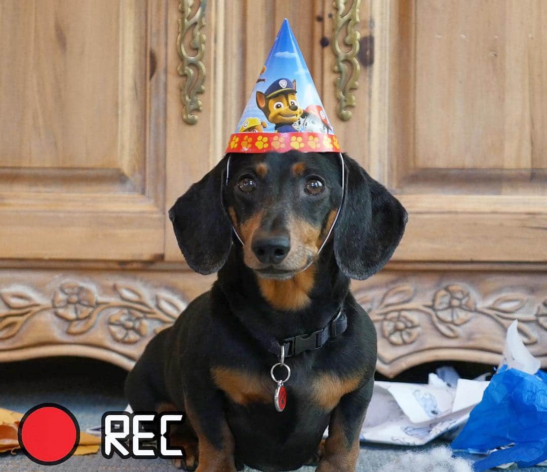 Crusoe the Celebrity Dachshundさんのインスタグラム写真 - (Crusoe the Celebrity DachshundInstagram)「“It’s here!! Oakley conducts his first ever VLOG to document his birthday!! Go watch via link in my profile and let me know how you think he did! 😋👍” ~ Crusoe  This was entirely filmed by Oakley’s family, @beaufilmsvideo thank you!」3月24日 23時45分 - crusoe_dachshund
