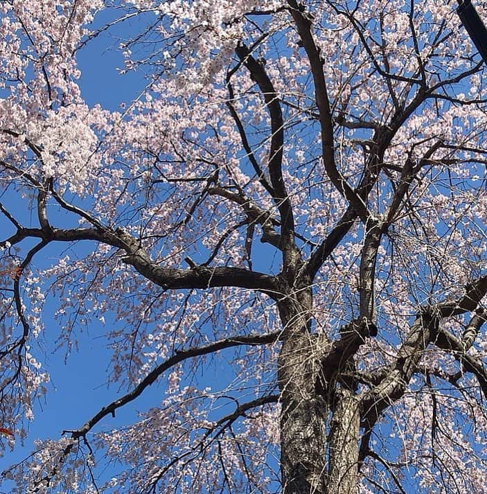 村上りいなさんのインスタグラム写真 - (村上りいなInstagram)「Japanese sakura 🌸🌸💓 #beautiful #sakura 	#instagood #photooftheday #happy #nature 	#instalike #amazing」3月24日 23時48分 - riina_murakami