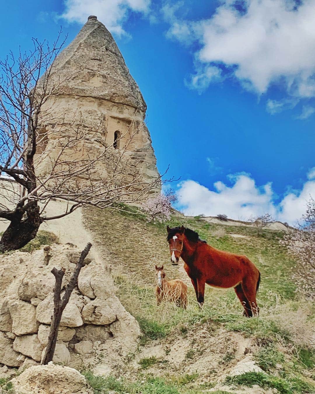 マート・アラスさんのインスタグラム写真 - (マート・アラスInstagram)「Go Turkey ! You must  see this heaven Cappadocia ❤️ #turkey #cappadocia #kapadokya」3月24日 23時53分 - mertalas