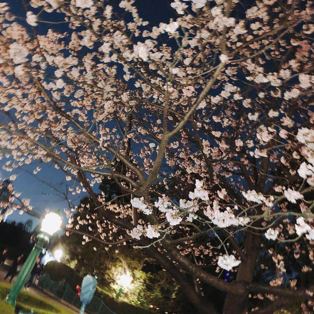 福士奈央さんのインスタグラム写真 - (福士奈央Instagram)「ㅤㅤㅤㅤㅤㅤㅤㅤㅤㅤㅤㅤㅤ 夜桜🌸 #toontown」3月24日 23時54分 - ske48_fukushi