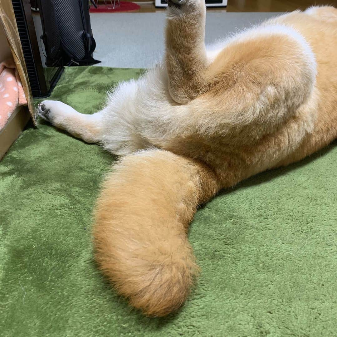 まる（まるたろう）さんのインスタグラム写真 - (まる（まるたろう）Instagram)「Good night!!✨🐶🔥✨なんでみんなんには尻尾ないんだろうね🤔 #便利なんだけどな #バナナ運んだり #暇になったら追いかけっこしたり #今度触らせてあげるね☺️」3月25日 0時14分 - marutaro