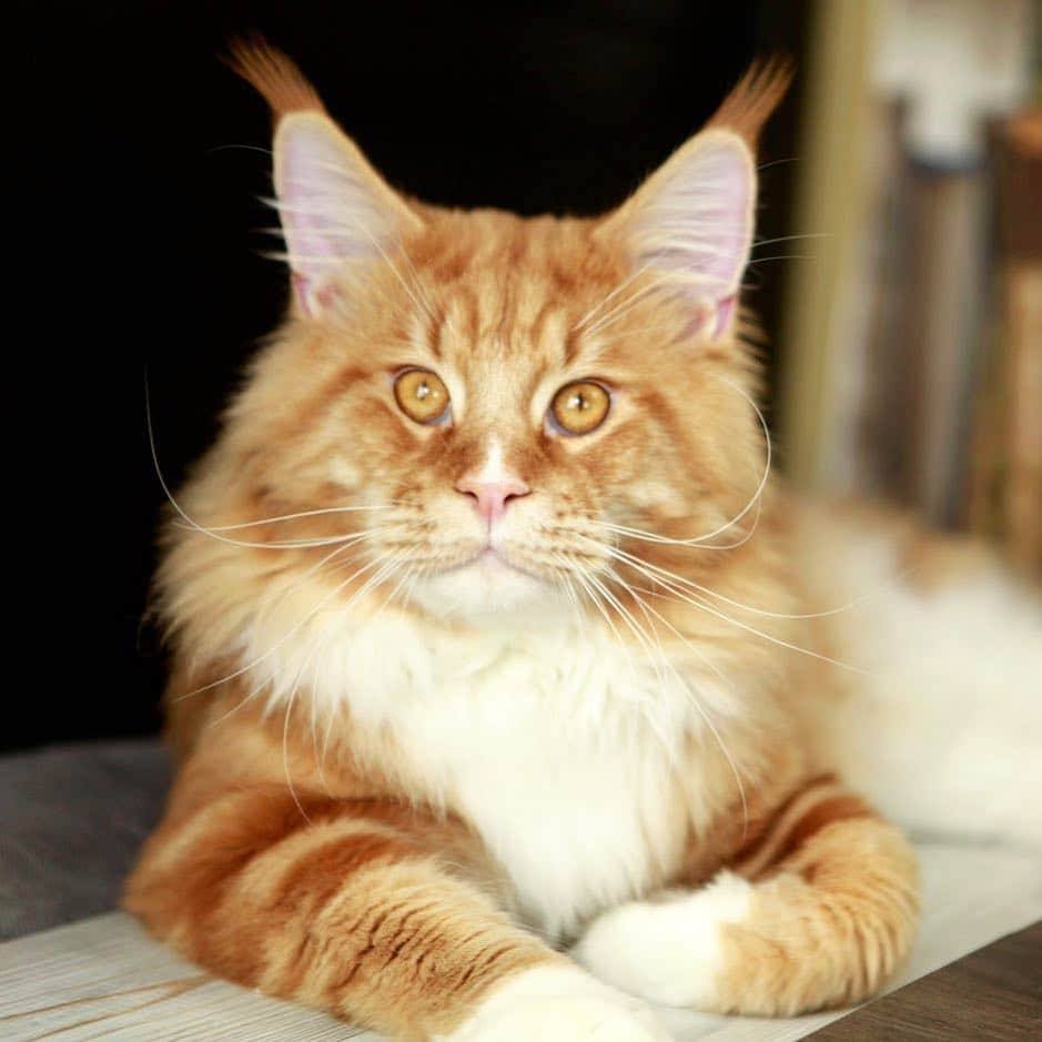МейнКун MaineCoon Питомникのインスタグラム：「Чудесный мальчик 🐯 ❤️😸🐾」