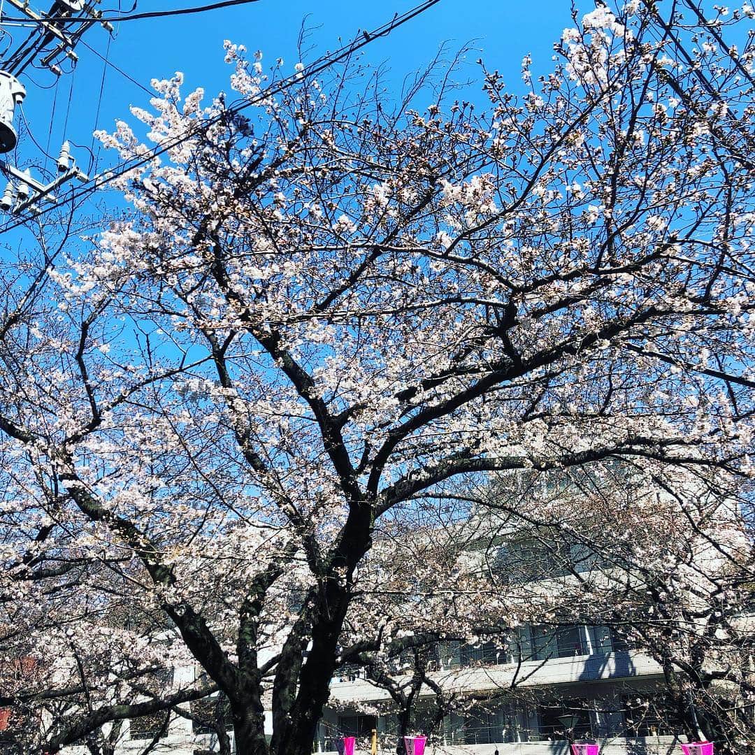 山岸門人さんのインスタグラム写真 - (山岸門人Instagram)「今年も桜っ。」3月25日 0時21分 - yamagishimondo