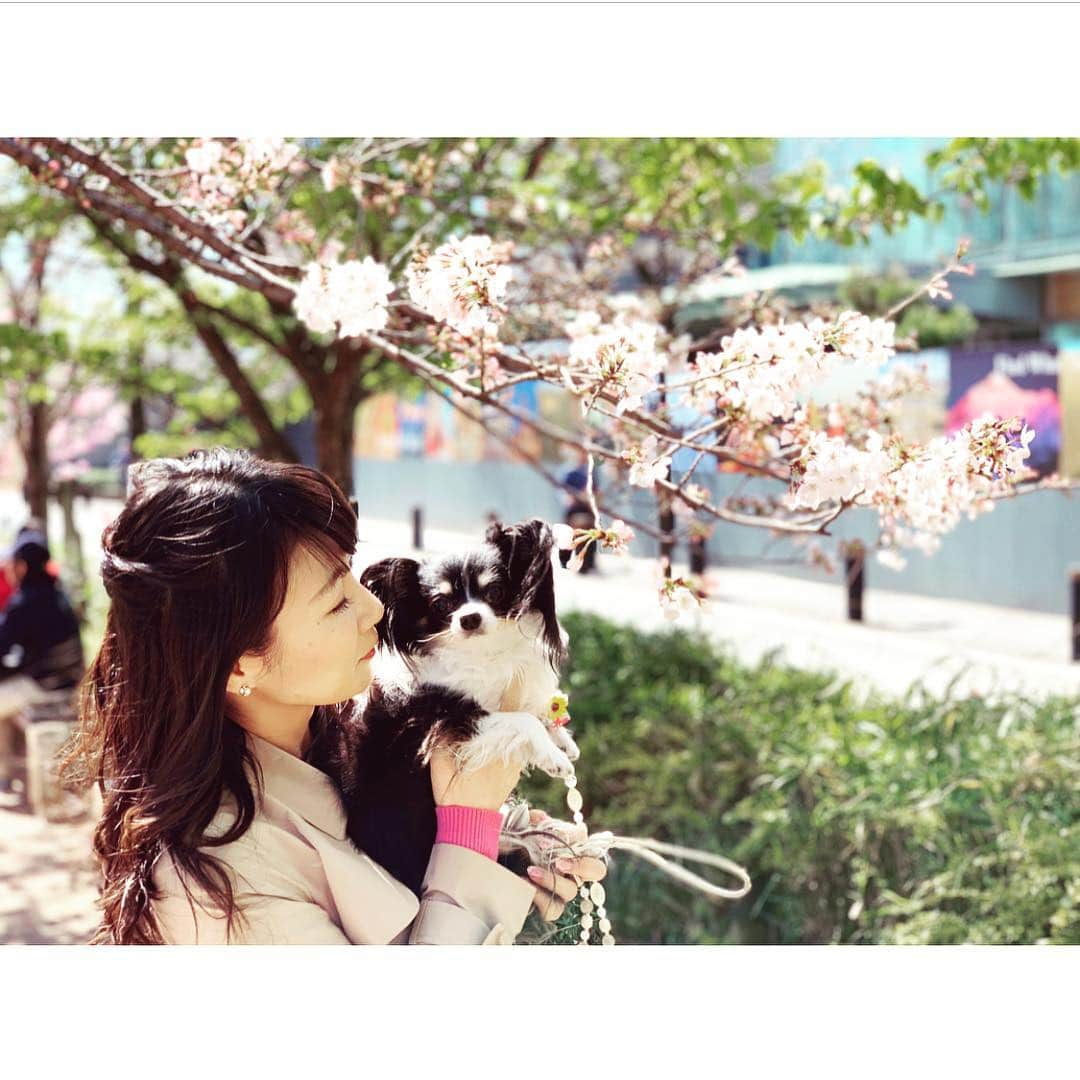 島津久美子さんのインスタグラム写真 - (島津久美子Instagram)「愛犬🐶ミニョンヌとお花見🌸 * 桜は見に行ける時に行かなきゃね🌸 * 街がだんだんと大好きなピンク色になってきていてテンション上がります🌸 #お花見 #愛犬と #チワワ #ロングコートチワワ #ブラックたん #桜 #開花 #春爛漫 #さくら #お散歩 #ある晴れた日に #日曜日 #お休み嬉しい #溺愛 #お犬様 #ミニョンヌ #親バカ #チワワ部 #千鳥ヶ淵 #上野公園 #夜桜 #少し早いけど #桜に #頑張れって #☺️ #happysunday #sunnydays #sakura #chiwawa #lovemydog🐶」3月25日 0時34分 - kumiko_shimazu