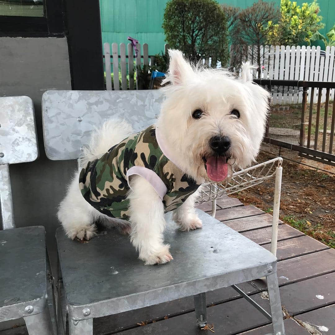 Hoykong&Plamuekのインスタグラム：「Hello! ❤️ #plamuek_westies」