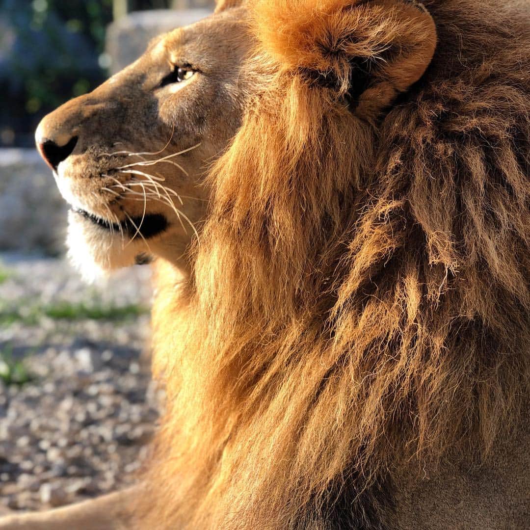 Zoological Wildlife Foundationさんのインスタグラム写真 - (Zoological Wildlife FoundationInstagram)「Zulu taking in the morning☀️💙🐾 . #lion #conservation #pride #endangeredspecies #zwfmiami #zwf」3月25日 0時44分 - zwfmiami