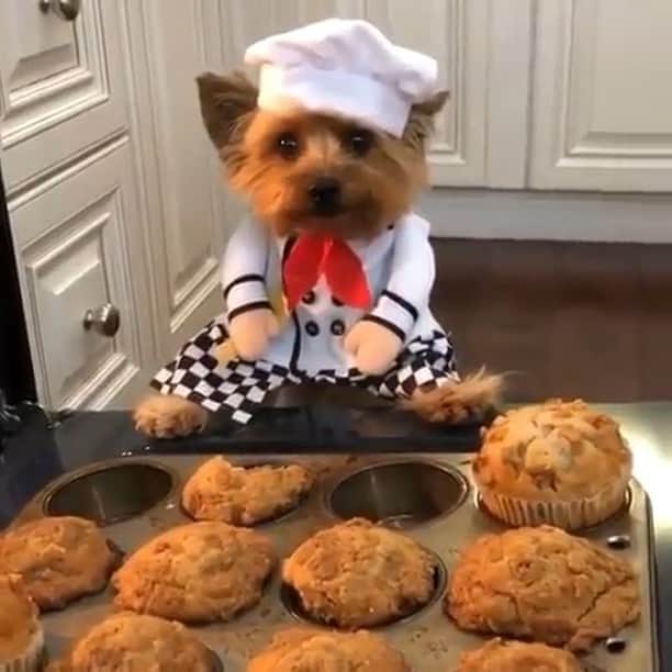 BeStylishのインスタグラム：「Like if you eat while you cook 👩‍🍳 Tag your bestie 💕❗️Credit : Unknown pls dm for proper credit ty❤️✨ ✨ ✨ ✨ Follow: @bestylish  Follow: @mentor ✨ ✨ ✨ #bestylish #toocute😍 #puppyprincess #adorable #cutestpuppy #mydogsmylife #mydogismylife #mydogismychild #mydogismybaby #mydogismykid #mydogismyworld #ilovemydog #dogbath #ilovemydoggies #ilovemydoggie #doggie🐶 #coldwinter #cookingmemes #cuddleupday #cuddleup #eatingwhilecooking #smilingdog #dogssmiling #smilingdoggo #smilingdogs #cutestdoggo #cookingvideos #cookingvideo ✨ ✨ ✨ ✨」