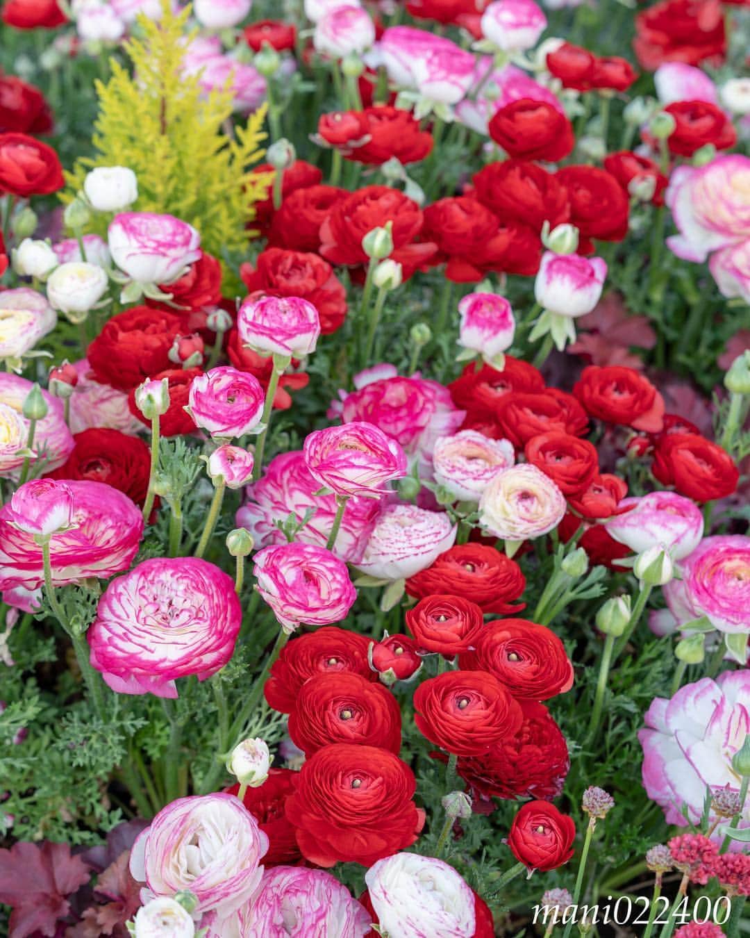 mani022400のグルメインスタ