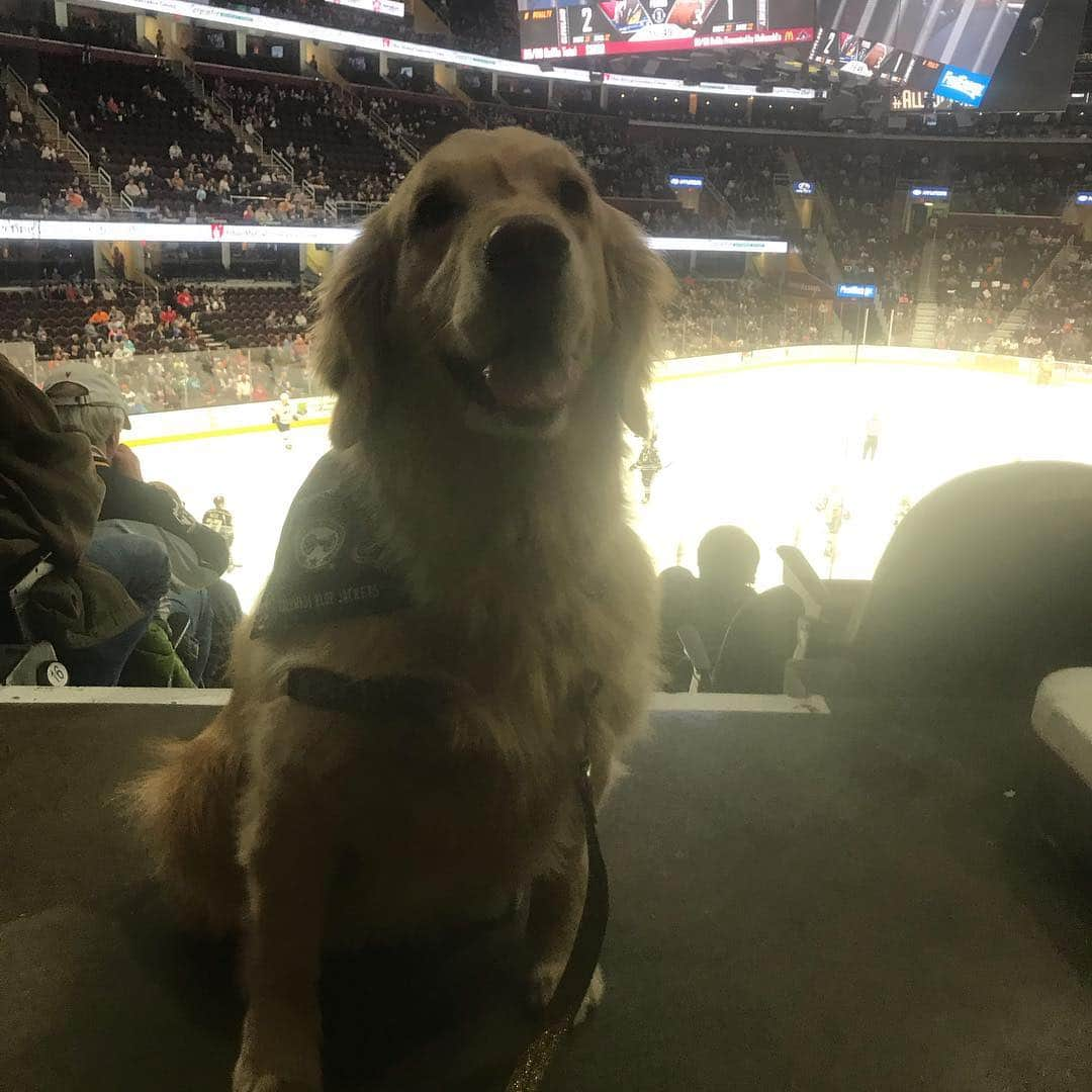 モヒートさんのインスタグラム写真 - (モヒートInstagram)「Hockey games are pretty fun 🏒 ------------------------------- #goldensofig #goldenretriever  #goldenretrieversofinstagram #betterwithpets #dogsofig  #dogsofinstagram #fluffypack #gloriousgoldens #cute #welovegoldens #ilovemydog #dogcrushdaily #retrieveroftheday #goldenlife #featuregoldens #goldenretrieverfeatures #bestwoof #goldenretrieverft #ProPlanDog #ilovegolden_retrievers #mydogiscutest #retrieversgram #chewy #dogsofcle  #monstershockey @monstershockey #thisiscle」3月25日 6時25分 - mojito_rose_family