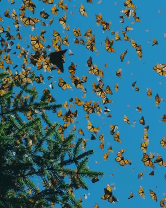 WildLifeのインスタグラム：「Beautiful video by @pepe_soho」