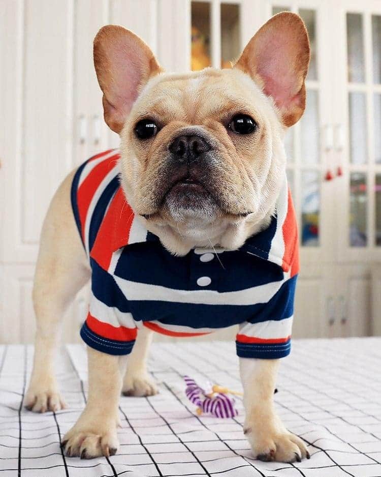 French Bulldogさんのインスタグラム写真 - (French BulldogInstagram)「Posh pups will love the feel of this Summer French Bulldog Polo t-shirts! 🏝👕 . ⠀ .⠀ .⠀ .⠀ #bulldogram #frenchiesociety #프렌치불독 #frenchiephotos#frenchielove_feature #fab_frenchies #frenchbull#frenchielove #frenchbulldogpuppy #bulldoglife#frenchiesofig #loveabully #bulldogpuppy#bulliesofinstagram #bulldoglovers #bullygram#buhistagram #frenchies #französischebulldogge#frenchbulldogsofinstagram」3月25日 1時06分 - frenchie.world