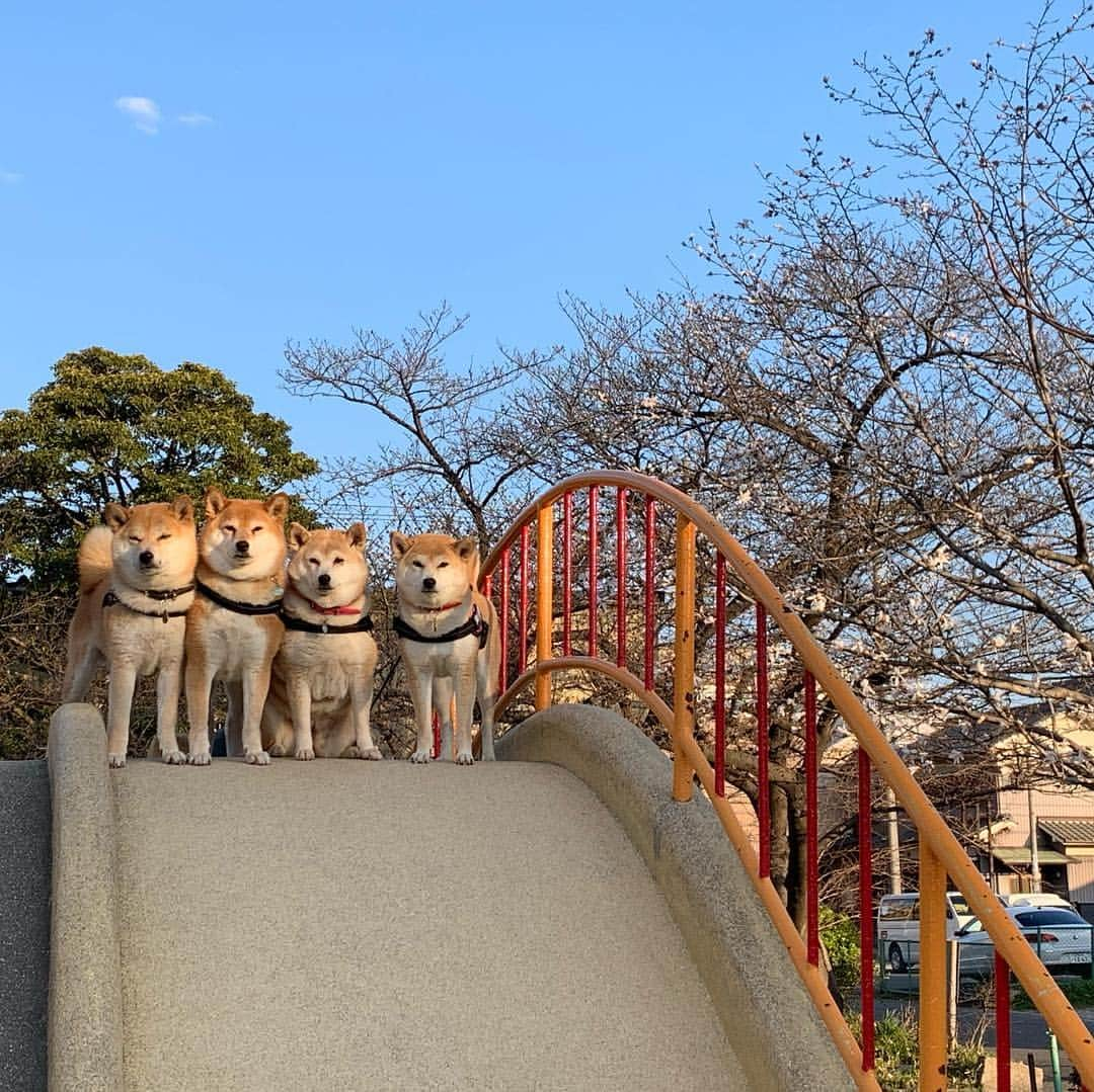 linnmamaさんのインスタグラム写真 - (linnmamaInstagram)「青空と柴犬〜スワイプしてね😊〜①夕方散歩で、公園の富士山の上に登ったよ💕〜②桜🌸はまだだけど、右後方に辛夷(こぶし)の花が咲いてます〜明日は桜🌸咲くかな〜すでに開花宣言は出てます😅  #柴犬#dog#柴犬凜の勇気凜々every day#shibastagram」3月25日 1時12分 - linnmama