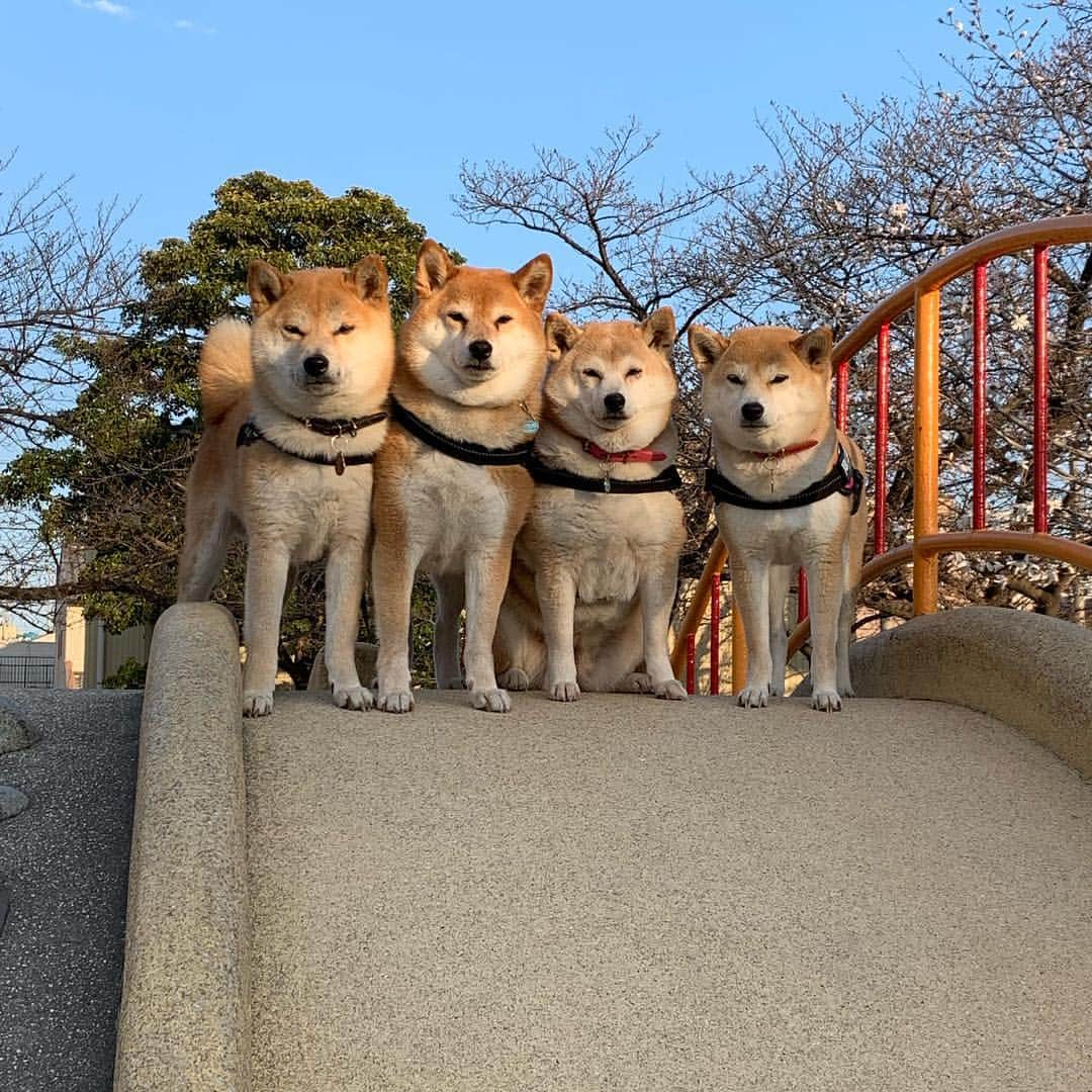 linnmamaさんのインスタグラム写真 - (linnmamaInstagram)「青空と柴犬〜スワイプしてね😊〜①夕方散歩で、公園の富士山の上に登ったよ💕〜②桜🌸はまだだけど、右後方に辛夷(こぶし)の花が咲いてます〜明日は桜🌸咲くかな〜すでに開花宣言は出てます😅  #柴犬#dog#柴犬凜の勇気凜々every day#shibastagram」3月25日 1時12分 - linnmama