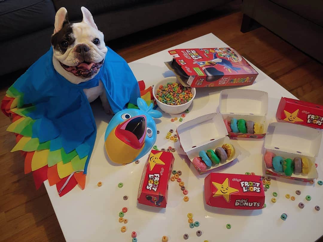 Manny The Frenchieのインスタグラム：「Early bird gets the donuts! Tried to make my humans a bowl of cereal, but made a mess instead! Good thing these new @KelloggsUS @FrootLoops Mini Donuts look and smell like the real thing! 😀🍩 Tag a friend, or comment your favorite Froot Loops Mini Donuts color to enter to WIN a free gift card to @carlsjr or @hardees! 😋 #ad #FrootLoopsMiniDonuts」