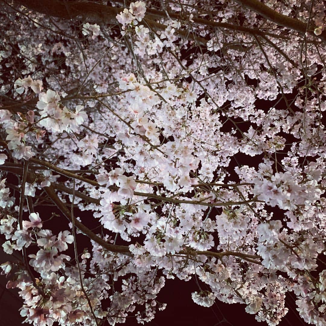 牛窪万里子さんのインスタグラム写真 - (牛窪万里子Instagram)「地元の早咲きの桜はもう満開！！一足早く夜桜見物🎶  #桜 #満開 #夜桜 #夜桜見物 #sakura」3月25日 1時27分 - mariko_ushikubo