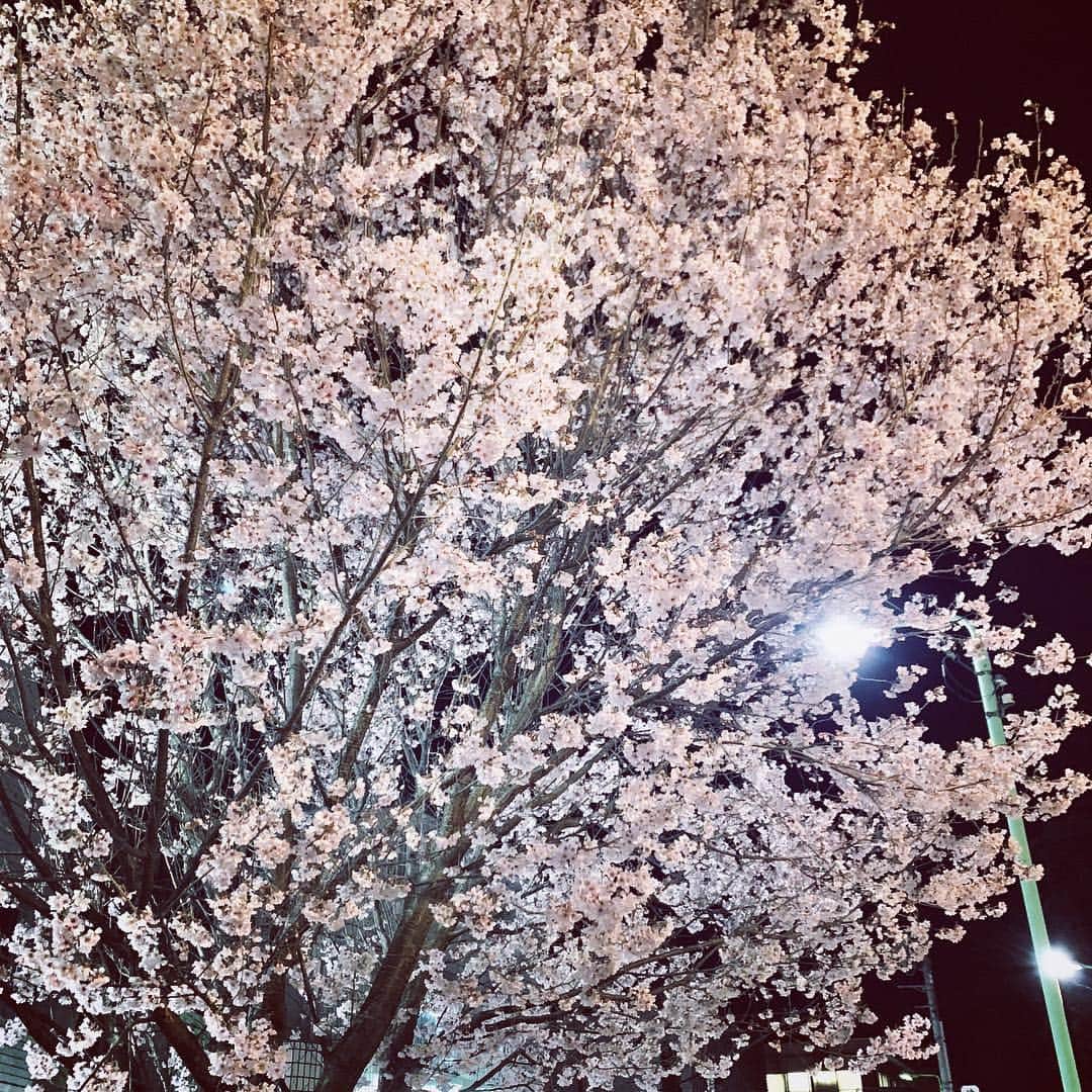 牛窪万里子さんのインスタグラム写真 - (牛窪万里子Instagram)「地元の早咲きの桜はもう満開！！一足早く夜桜見物🎶  #桜 #満開 #夜桜 #夜桜見物 #sakura」3月25日 1時27分 - mariko_ushikubo