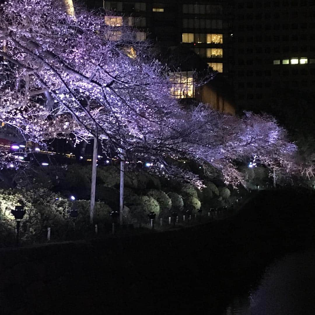 岡安弥生さんのインスタグラム写真 - (岡安弥生Instagram)「気分がよくて、そのまま夜の散歩。花見シーズン突入ですね。#花見#散歩#日曜の夜#紀尾井町#赤坂#cherryblossom #walkingatnight #akasaka#tokyo」3月25日 1時41分 - yayoin3