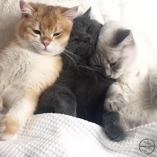 のインスタグラム：「Good night⠀ ⠀ 📹@amy_simba ⠀ ⠀ #meowed #britishshorthair #amy_simba #sweetdreams #squadgoal #lifegoal #catlife」