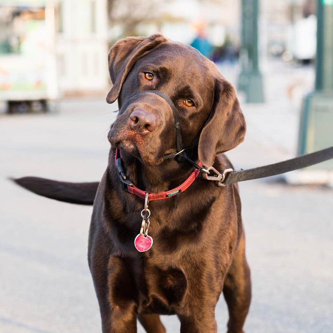 The Dogistさんのインスタグラム写真 - (The DogistInstagram)「Jack, Labrador Retriever (4 y/o), Central Park, New York, NY • “When you’re in the bathroom he’ll look in with one eye. No privacy.”」3月25日 2時07分 - thedogist