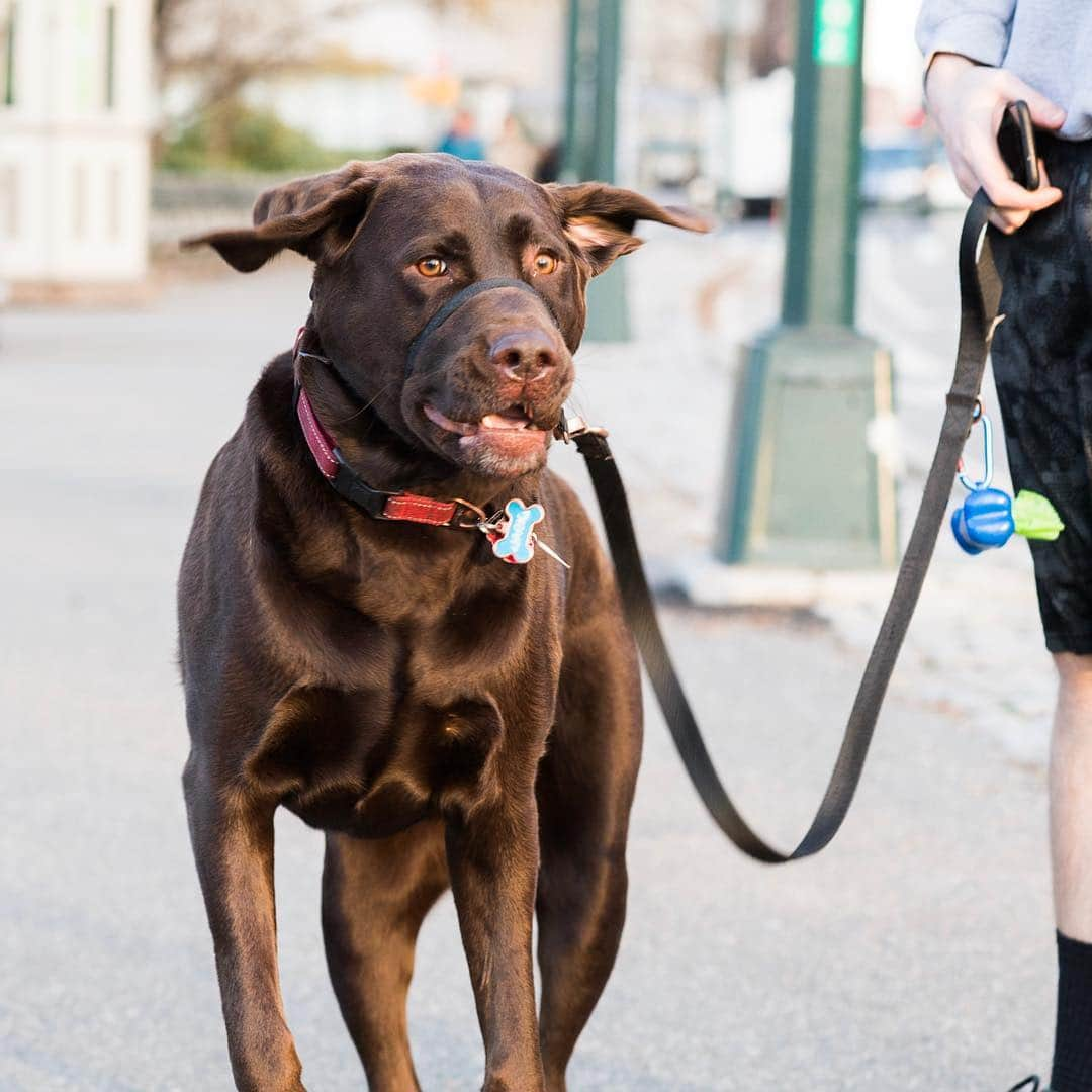 The Dogistさんのインスタグラム写真 - (The DogistInstagram)「Jack, Labrador Retriever (4 y/o), Central Park, New York, NY • “When you’re in the bathroom he’ll look in with one eye. No privacy.”」3月25日 2時07分 - thedogist