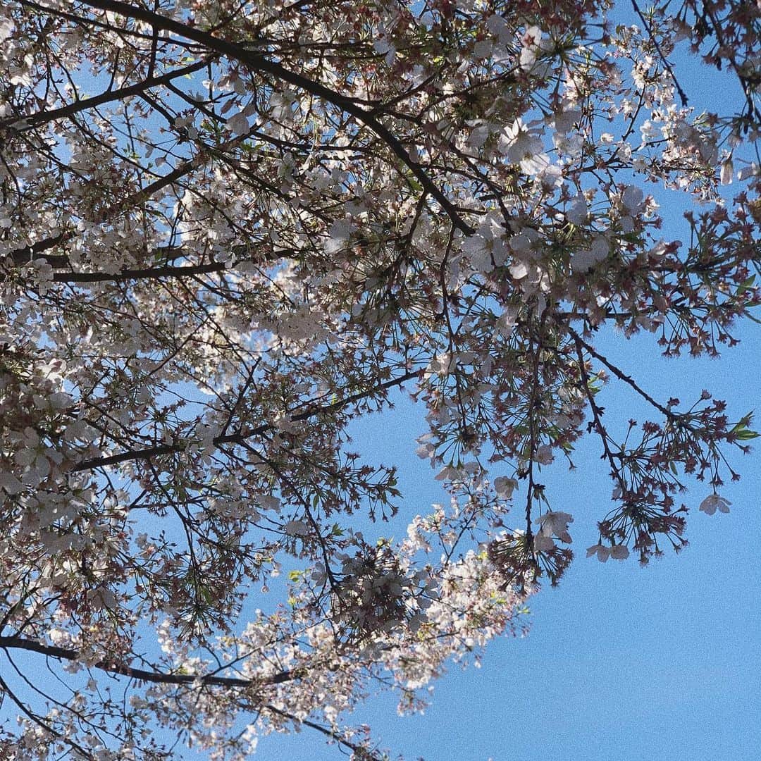 Ana Brenda Contrerasのインスタグラム：「Wherever life plants you bloom with grace 🌸 // Donde sea que te plante la vida, florece con gracia ✨」