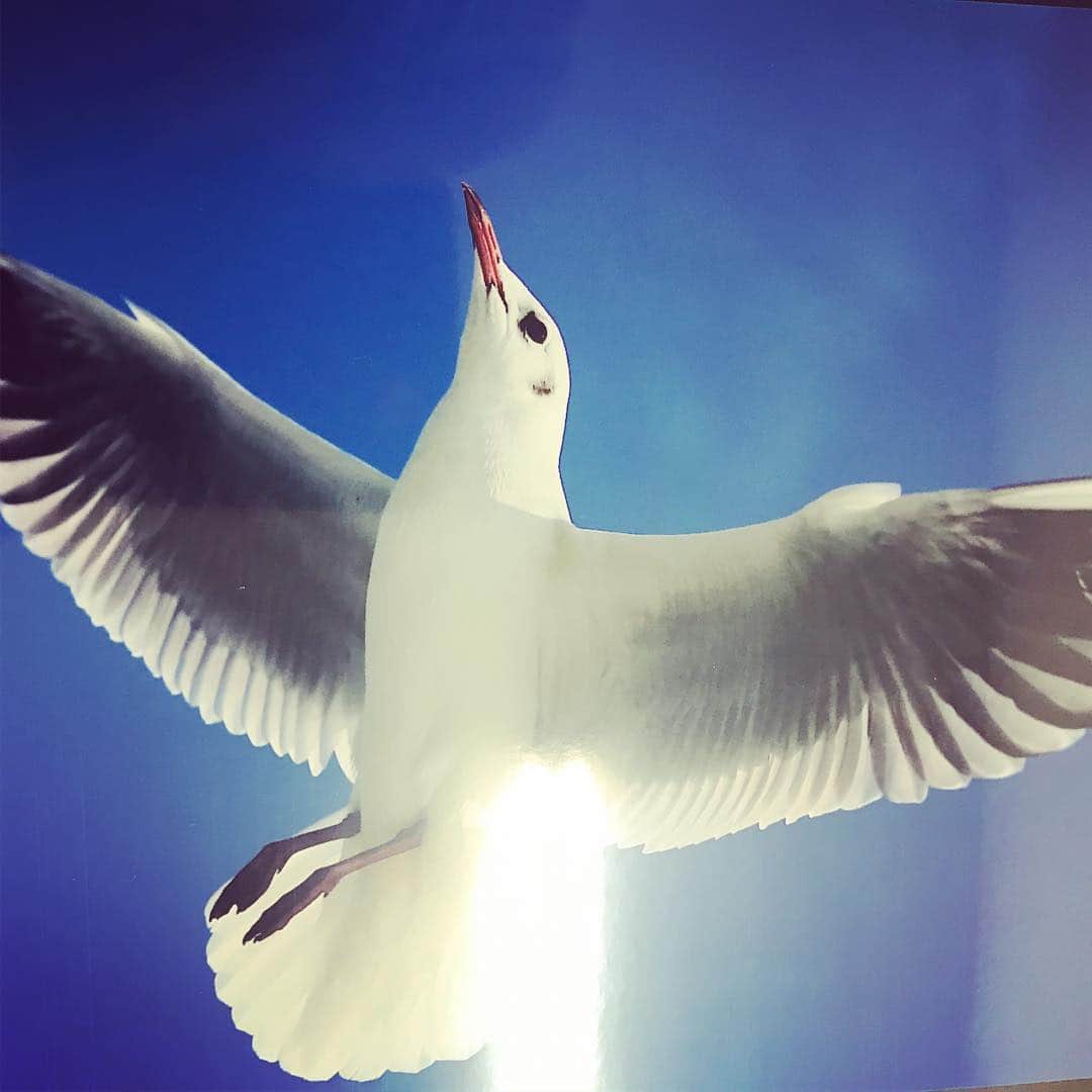 TOKYO WATER TAXIさんのインスタグラム写真 - (TOKYO WATER TAXIInstagram)「blackheadgull 東京ベイエリアのゆりかもめ。 後１ヶ月でロシアに旅立ち。  #tokyo #tokyowatertaxi  #blackheadedgull  #東京の鳥 #ゆりかもめ」3月25日 2時42分 - tokyowatertaxi