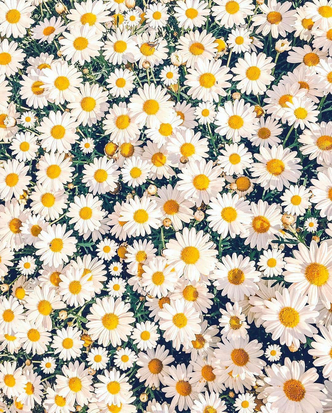Izkizのインスタグラム：「H e l l o  S p r i n g 🌼 What’s your favourite season?」
