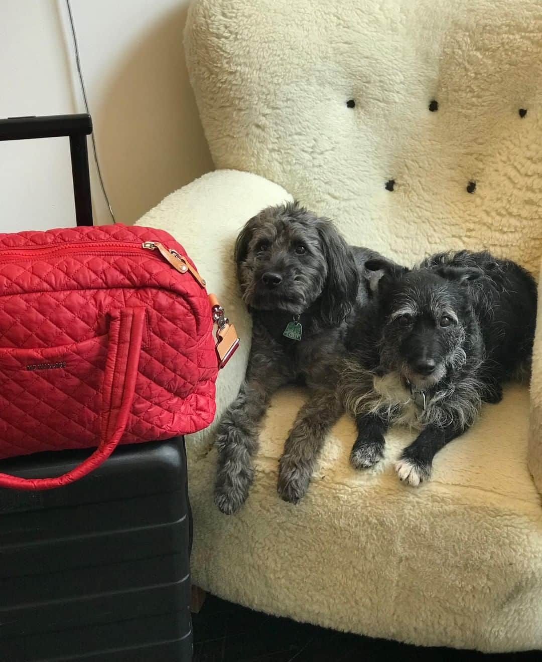 MZウォレスさんのインスタグラム写真 - (MZウォレスInstagram)「In honor of #NationalPuppyDay this weekend, we're rating some of the pups that frequent our office.  Meet Dizzy and Billie, our cofounder @Lucywallaceustice's dogs. Fun fact: Dizzy is Billie's dad. These two love belly scratches and human food, like fennel (a little specific, but ok). 24/10 (12 for each of them) excellent pup family.」3月25日 3時00分 - mzwallacenyc