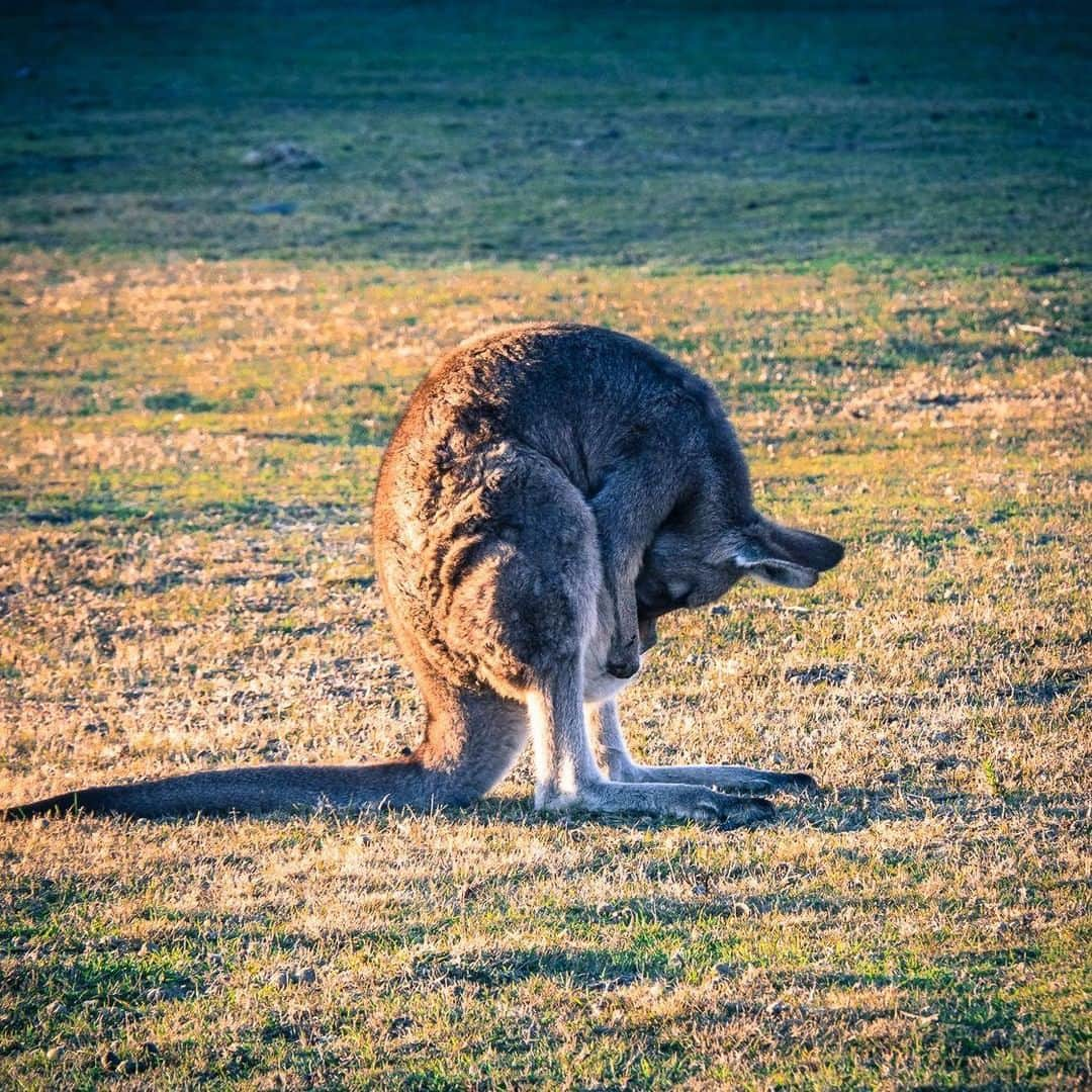 Lonely Planetさんのインスタグラム写真 - (Lonely PlanetInstagram)「'All good in there kiddo? As well as having a beautiful sandy beach on #Australia’s Sapphire Coast, the small town of #Pambula is home to an adorable troop of eastern grey #kangaroos who love to catch the afternoon sun. This area of #NSW is also renowned for its environmentally sustainable oysters, which have been farmed here for more than 100 years. Oysters, beaches and cute little kangas – what an Aussie combo 😍' – @mcauliffeemily -- That's a wrap for this weekend's #lpinstatakeover! Check out @mcauliffeemily for more of Emily's Aussie snaps!」3月25日 3時00分 - lonelyplanet