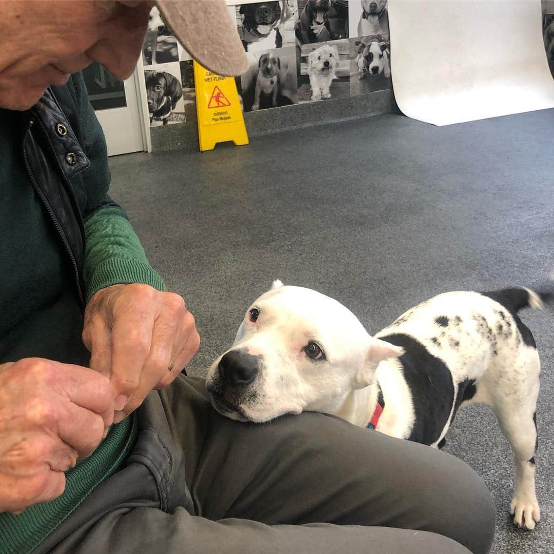 パトリック・スチュワートさんのインスタグラム写真 - (パトリック・スチュワートInstagram)「Yesterday, @madameozell and I finally made a visit to @wagsandwalks beautiful rescue shelter and adoption facility. I can’t think of a better way to bring a dog into your life—the marvelous staff are so trained and knowledgeable, and the dogs...well, they’re ALL perfect. . #adoptdontshop #fosteringsaveslives #pitbullsarelove #pitbullsarefamily #spayandneuter」3月25日 3時03分 - sirpatstew