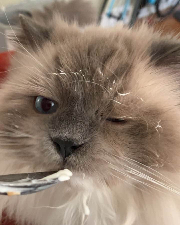 Tinaのインスタグラム：「Someone got into the yogurt 😂」