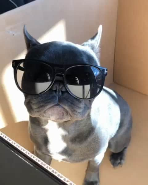 French Bulldogのインスタグラム