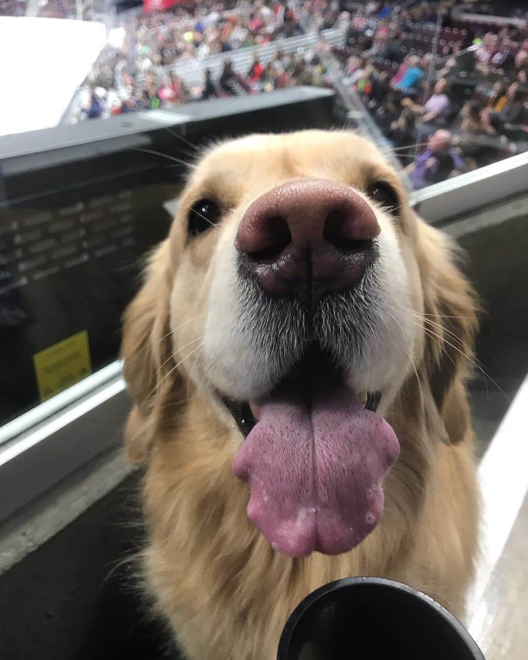 モヒートさんのインスタグラム写真 - (モヒートInstagram)「At the @monstershockey game! Come say hi if you see me! The guy in the seats next to mom and dad is being a huge jerk so this should be fun 😂 ------------------------------- #goldensofig #goldenretriever  #goldenretrieversofinstagram #betterwithpets #dogsofig  #dogsofinstagram #fluffypack #gloriousgoldens #cute #welovegoldens #ilovemydog #dogcrushdaily #retrieveroftheday #goldenlife #featuregoldens #goldenretrieverfeatures #bestwoof #goldenretrieverft #ProPlanDog #ilovegolden_retrievers #mydogiscutest #retrieversgram #chewy #dogsofcle  #monstershockey #thisiscle」3月25日 4時23分 - mojito_rose_family